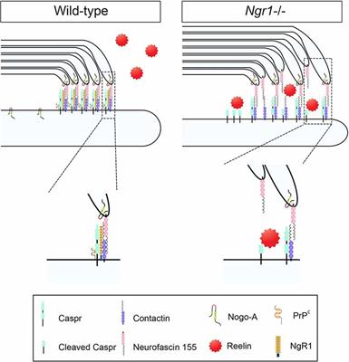 That’s a Wrap! Molecular Drivers Governing Neuronal Nogo Receptor-Dependent Myelin Plasticity and Integrity